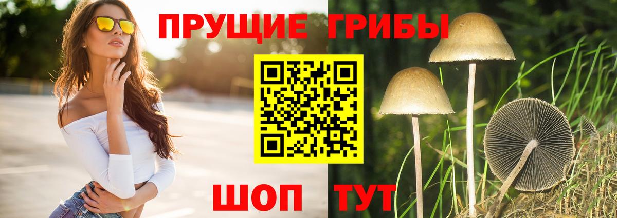 Псилоцибиновые грибы Cubensis Шахты